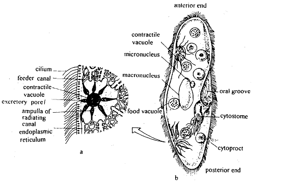 836_Excretion in Protozoans.png